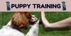 Tips on Training Your Puppy