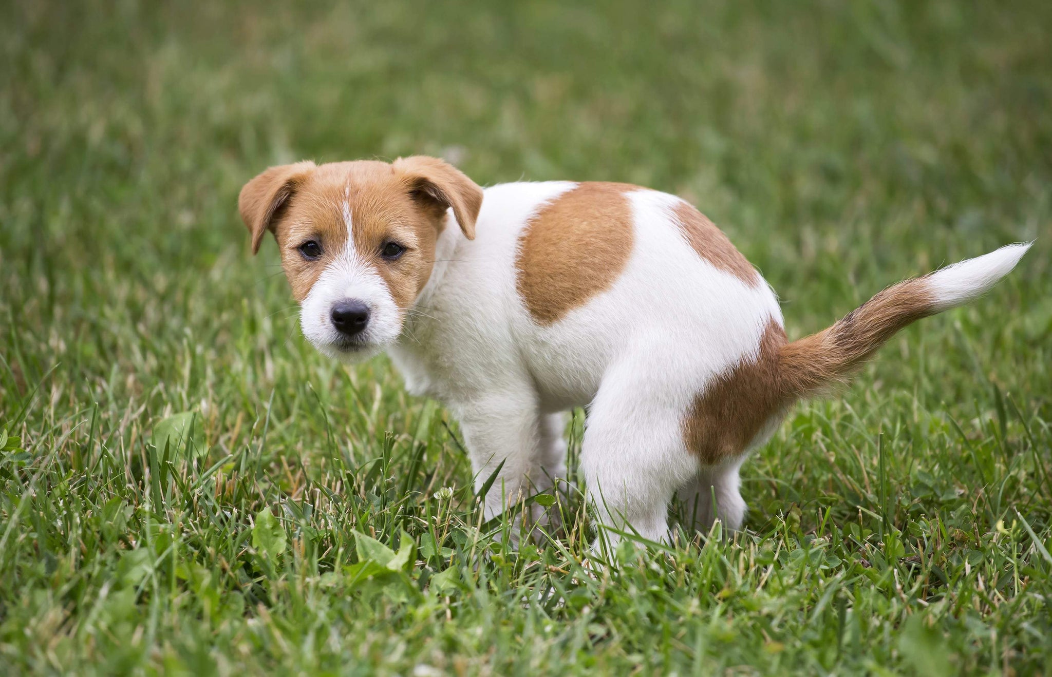 Tips to Control Indoor Pet Urinating