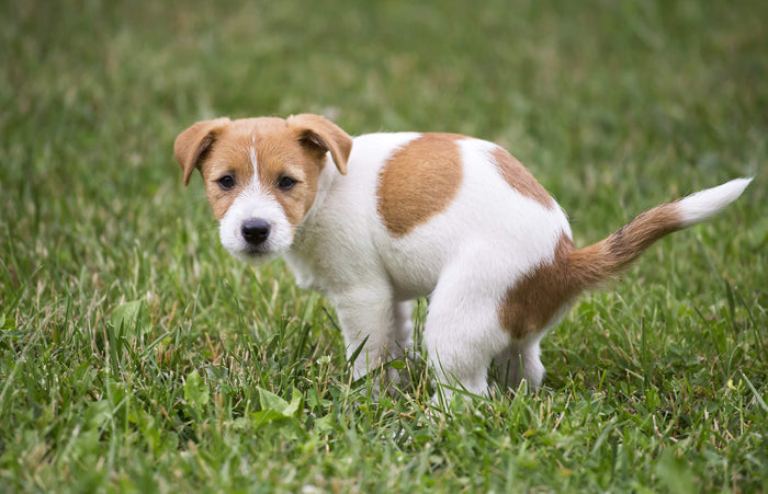 Tips to Control Indoor Pet Urinating