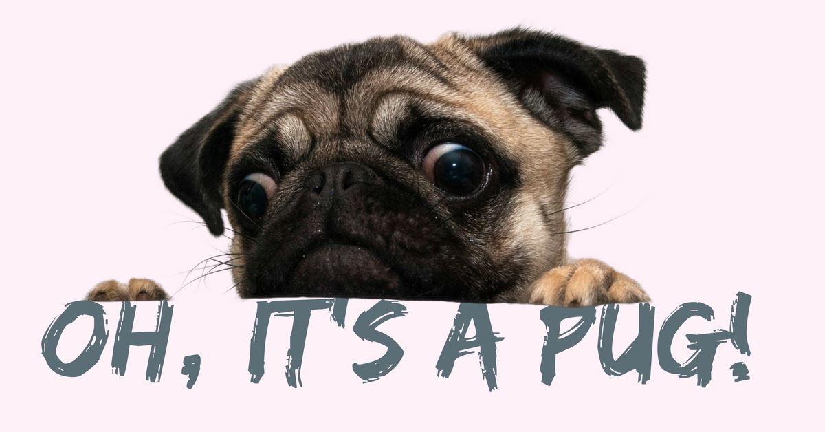 To Have Or Not To Have A Pug Dog