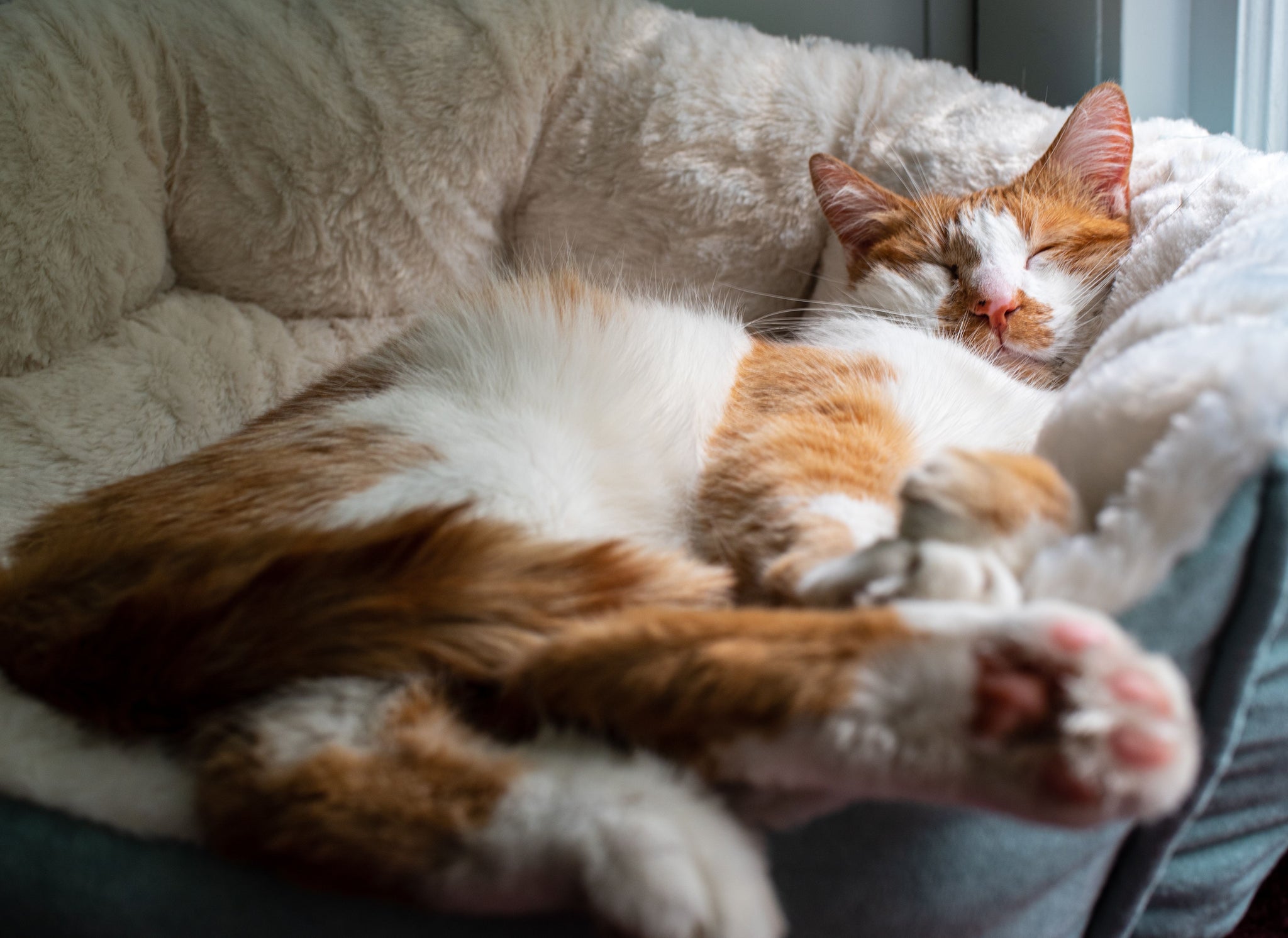 Top 10 Cat Beds in 2019