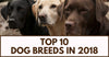 Top 10 Dog Breeds in 2018
