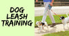 Training With A Dog Leash
