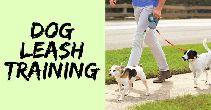 Training With A Dog Leash