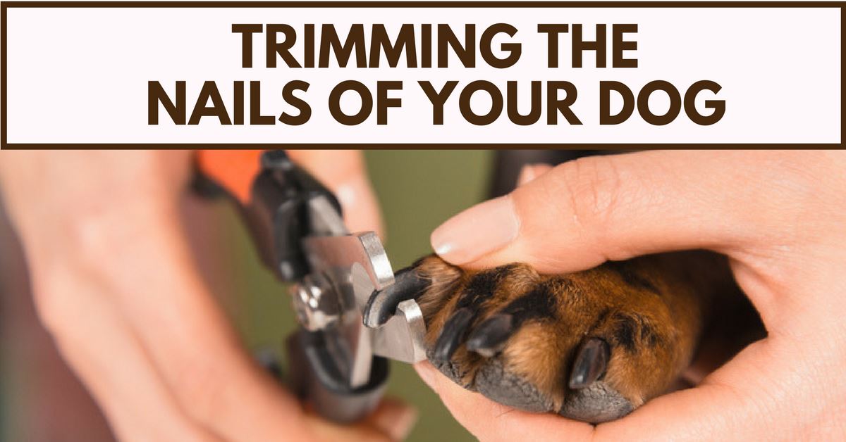 Trimming The Nails Of Your Dog