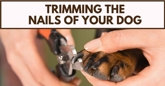 Trimming The Nails Of Your Dog