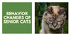Typical Behavior Changes Of Senior Cats