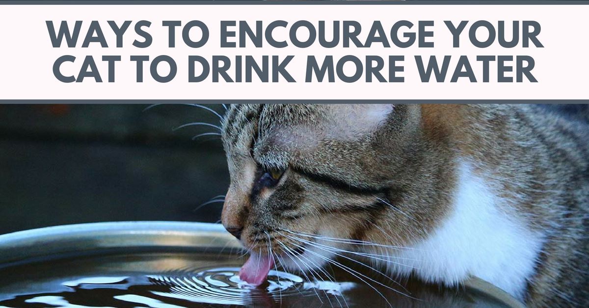 Ways To Encourage Your Cat to Drink More Water Pet Clever