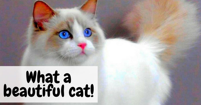 Ways To Groom Your Cat