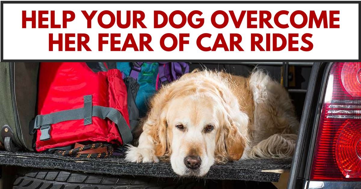Ways To Help Your Dog Overcome Her Fear Of Car Rides