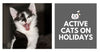 Ways To Keep Your Cats Active On Holidays
