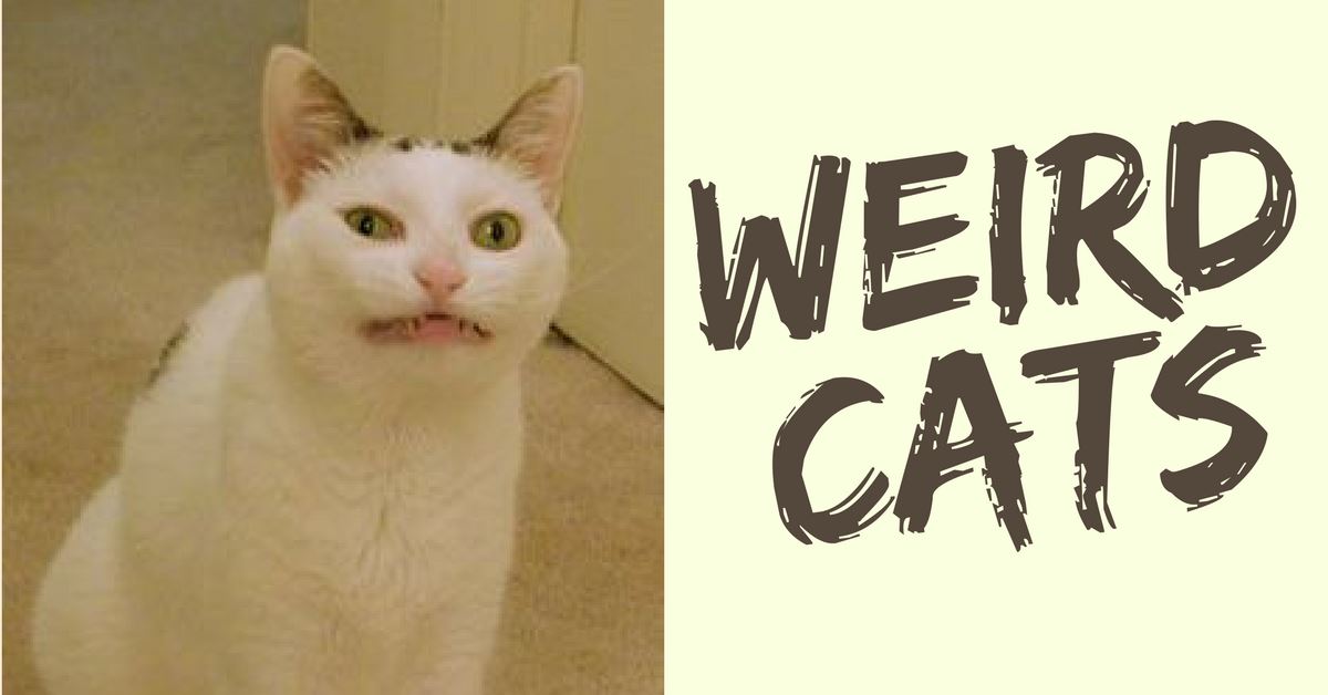 Weird Cat Facts You Should Know