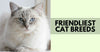 What Are The Friendliest Cat Breeds?