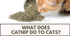 What Does Catnip Do To Cats?