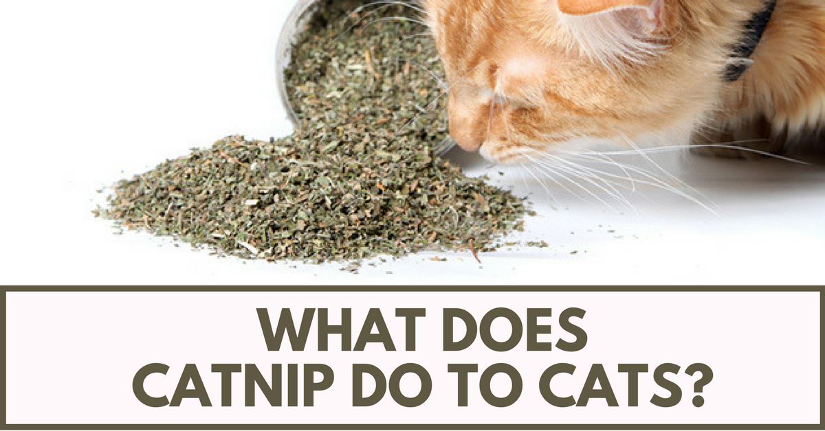 What Does Catnip Do To Cats?