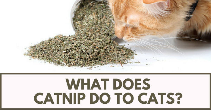 What Does Catnip Do To Cats?