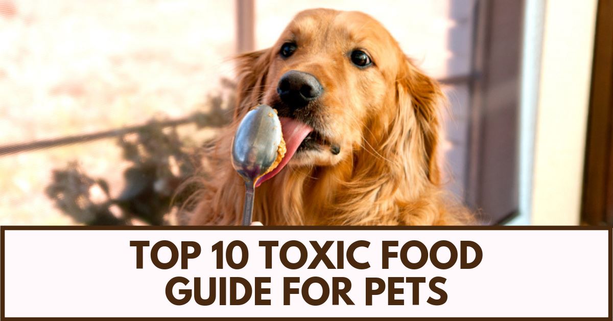 What Not to Feed Your Pets Pet Clever