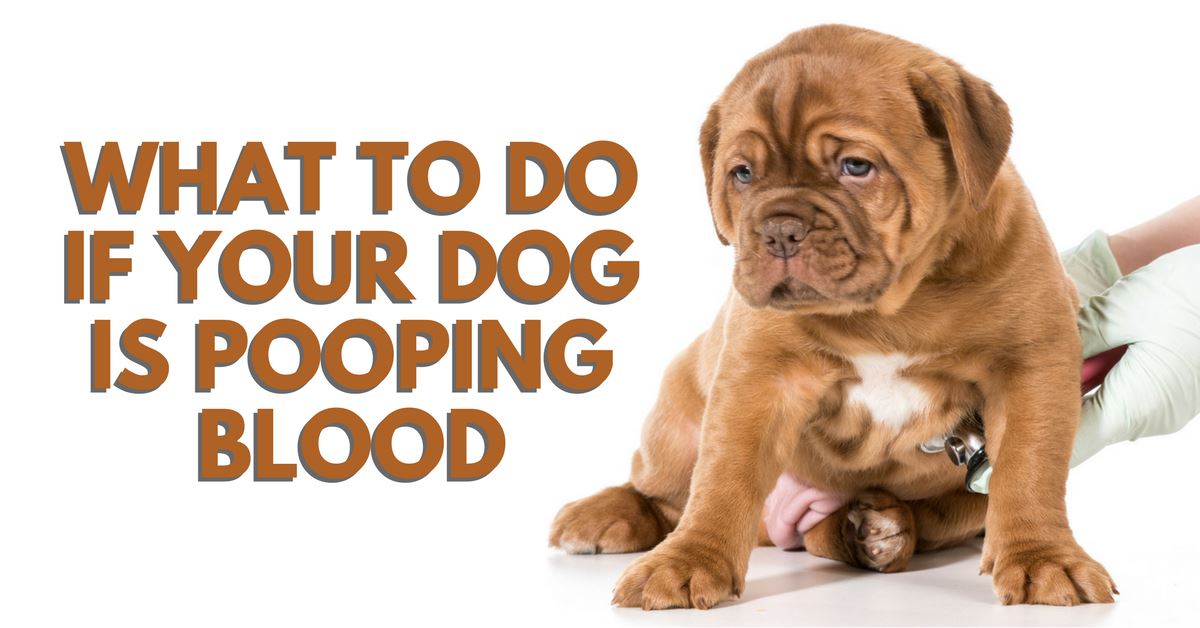 What To Do If Your Dog Is Pooping Blood