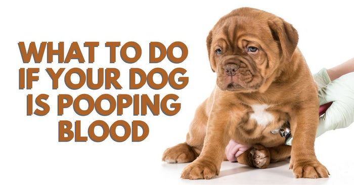 What To Do If Your Dog Is Pooping Blood