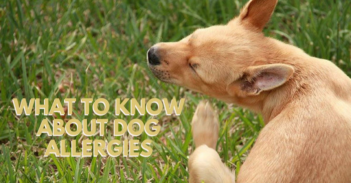 What To Know About Dog Allergies