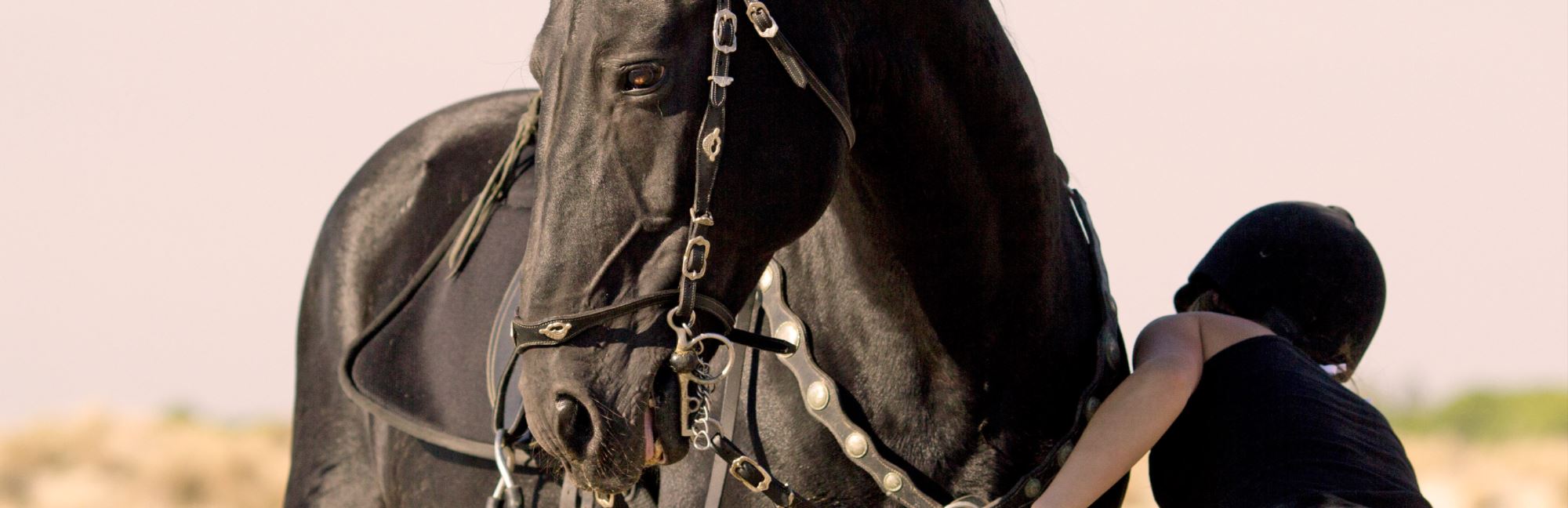 What To Look For In a Horse Bit Mouthpiece