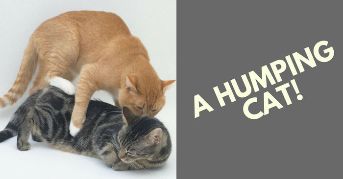 What’s With Cat Humping?