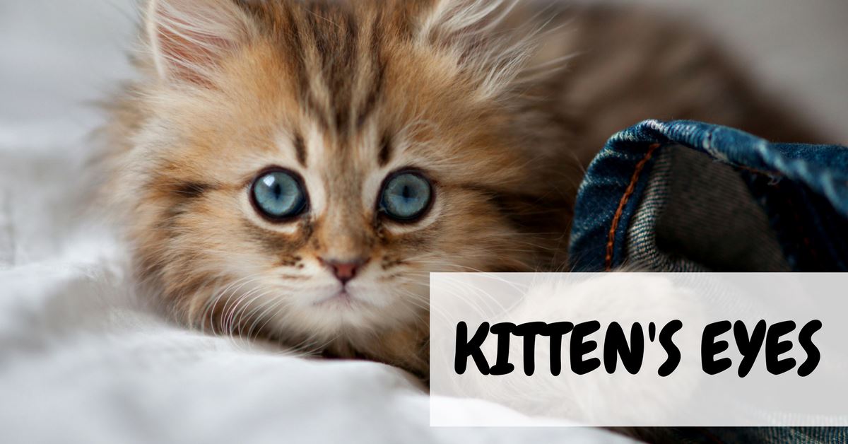 When Do Kitten’s Eyes Change Color?