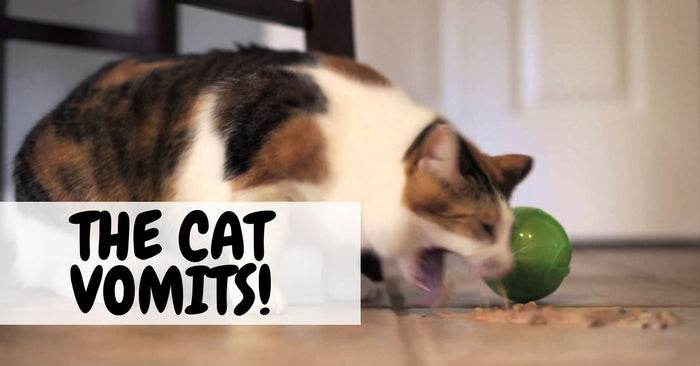 When Should You Call A Veterinarian Once Your Cat Vomits?