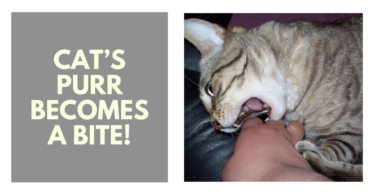 When Your Cat’s Purr Becomes a Bite