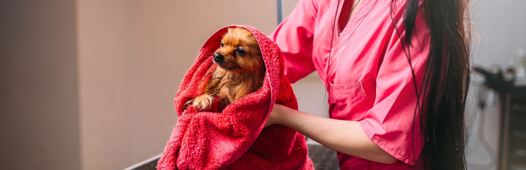 Which Dog Towel Should I Get?