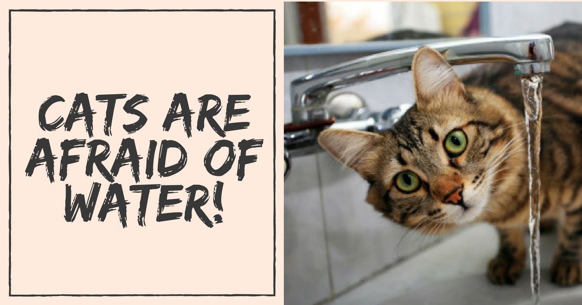 Why Are Cats Afraid Of Water Pet Clever why-are-cats-afraid-of-water-pet-clever