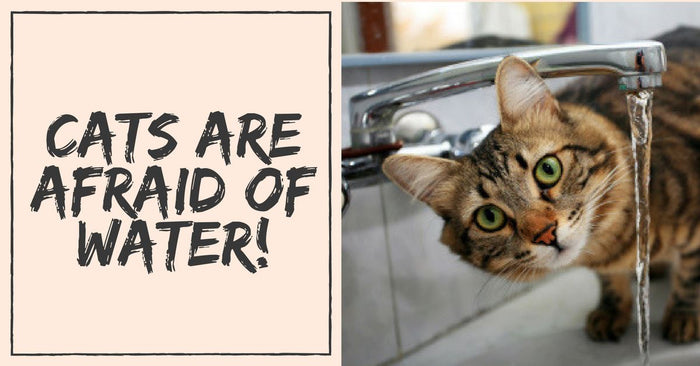 Why Are Cats Afraid Of Water?