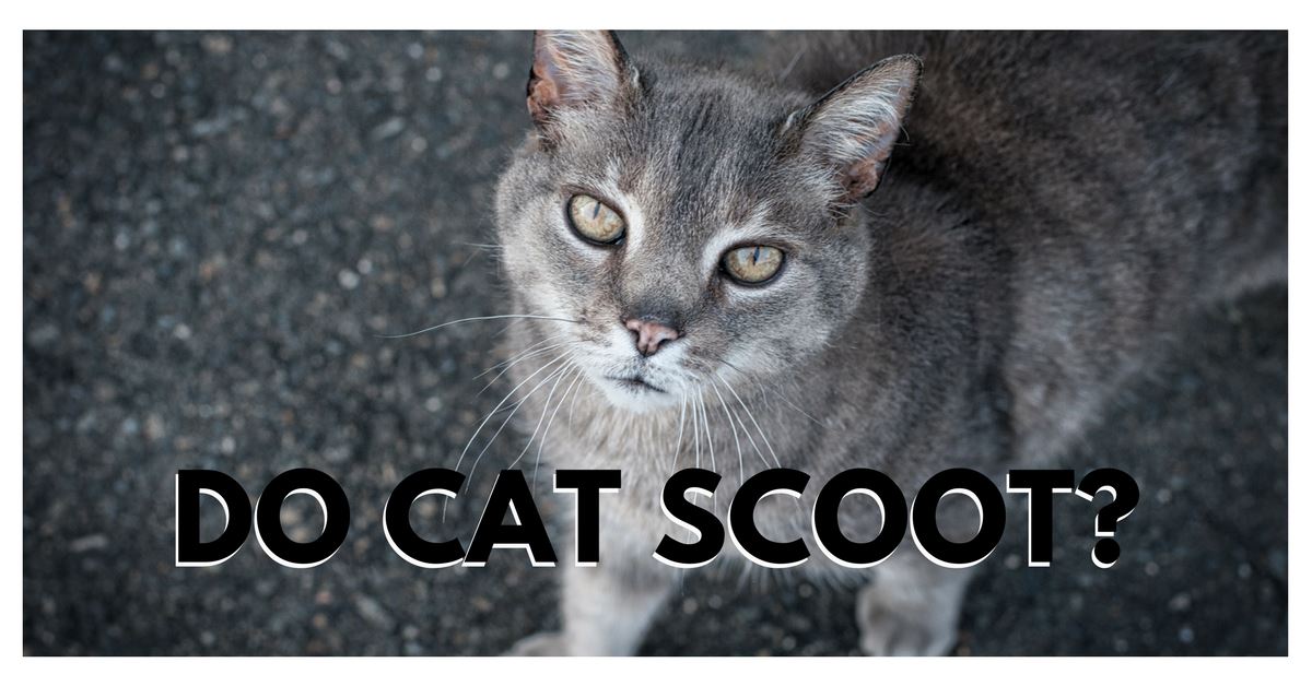 Why Do Cat Scoot?