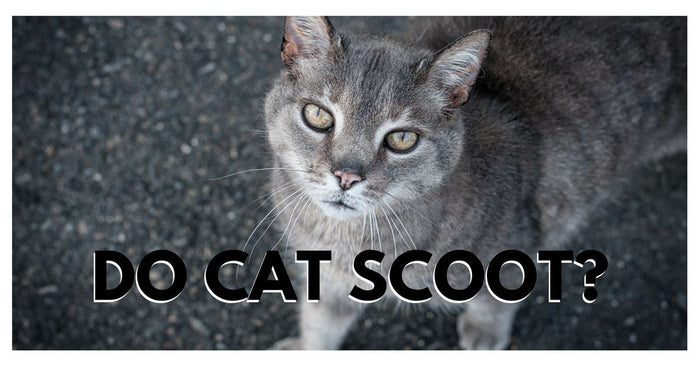 Why Do Cat Scoot?