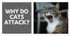 Why Do Cats Attack?