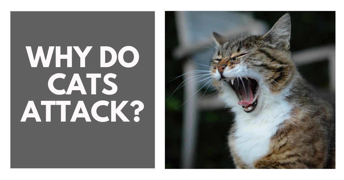 Why Do Cats Attack?