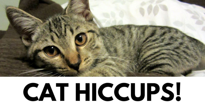 Why Do Cats Experience Hiccups?