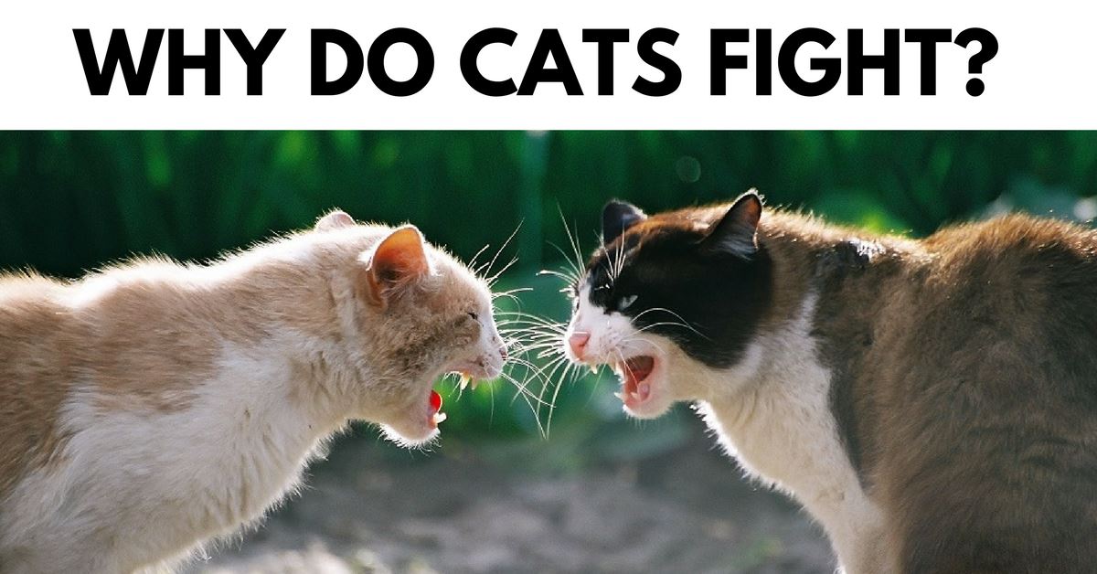 Why Do Cats Fight?