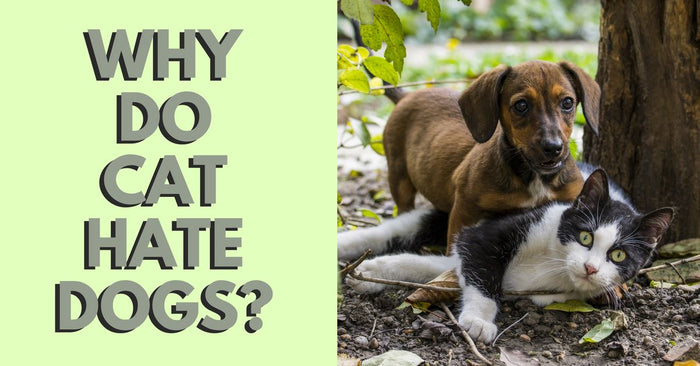Why Do Cats Hate Dogs?