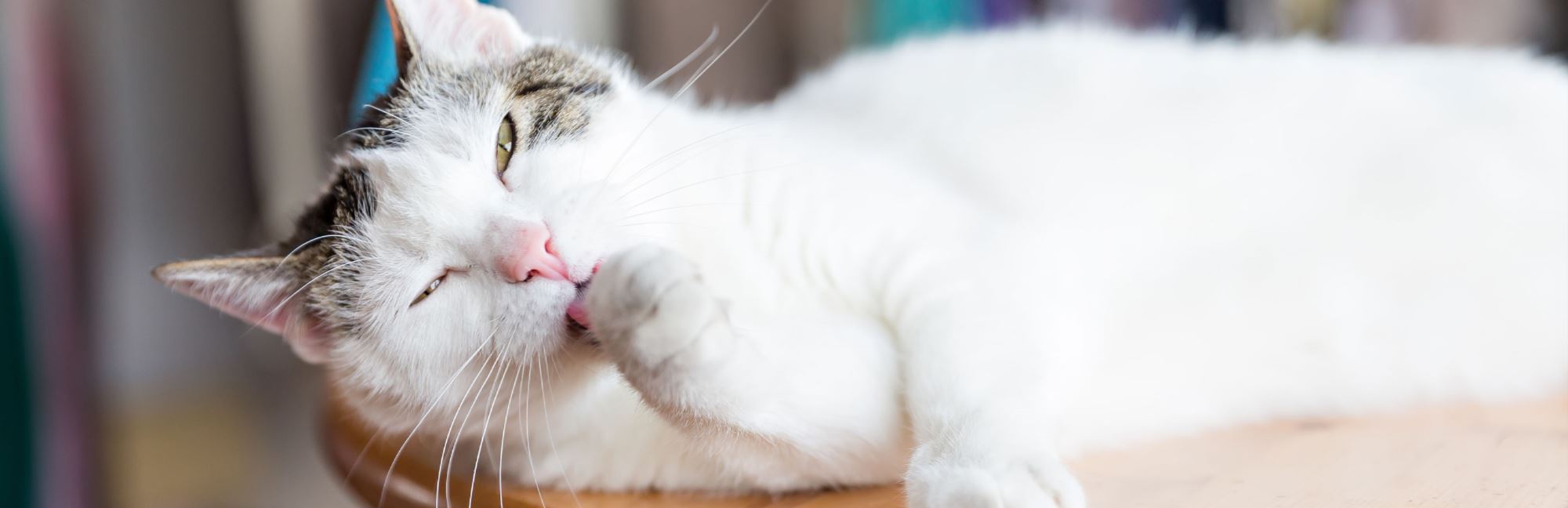 Why Do Cats Lick and Groom Themselves?