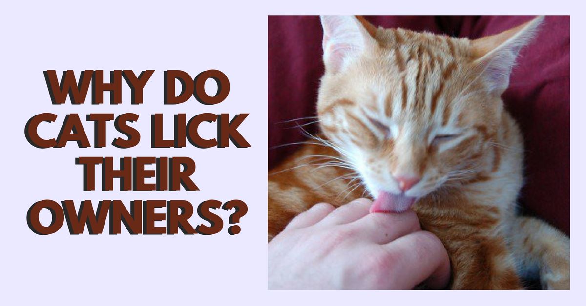 Why Do Cats Lick their Owners?