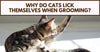 Why Do Cats Lick Themselves When Grooming?