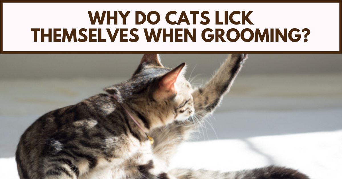Why Do Cats Lick Themselves When Grooming?