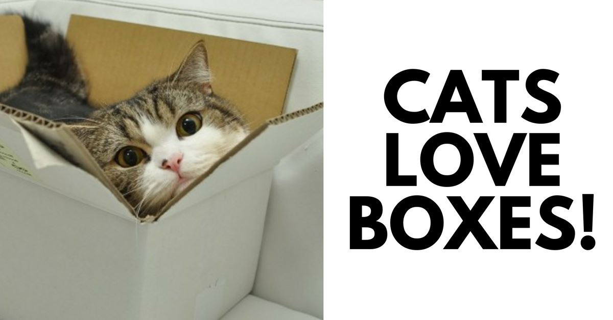 Why Do Cats Love Boxes? Pet Clever