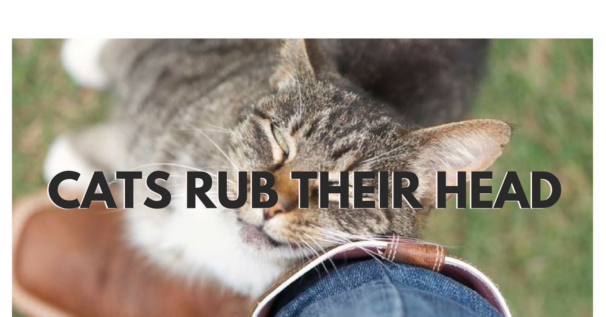 Why Do Cats Rub Their Head Against Their Owner?