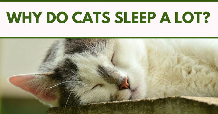 Why Do Cats Sleep A lot?