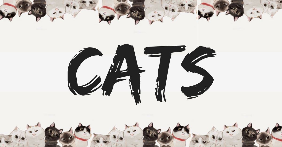 Why Do Cats Still Need Toys?