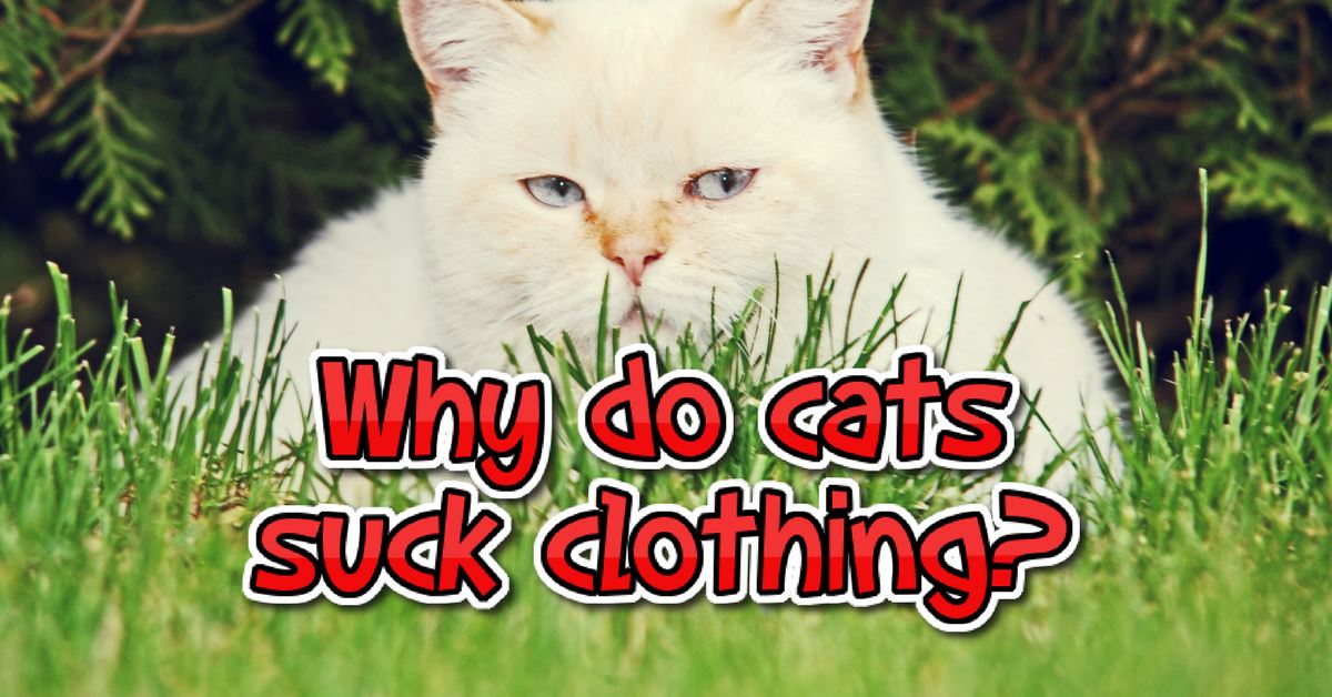 Why Do Cats Suck Clothing?