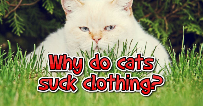 Why Do Cats Suck Clothing?