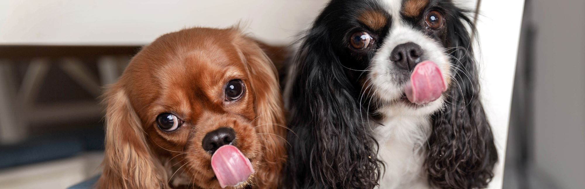 Why Dogs Like to Lick People